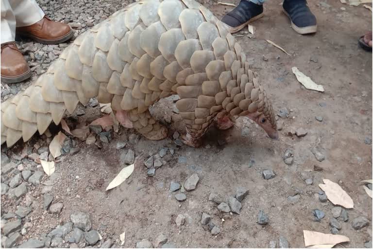 Rare Wildlife Pangolins