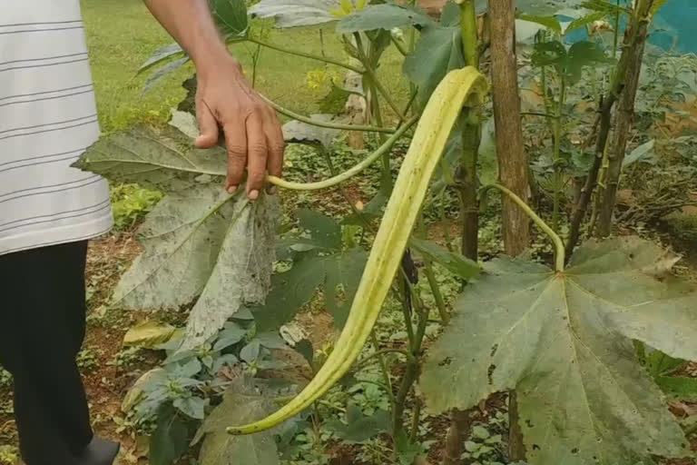 ലിംകാ ബുക്ക് ഓഫ് റെക്കോർഡ്സിൽ ഇടം നേടാനൊരുങ്ങി ഭീമന്‍ വെണ്ടയ്ക്ക latest wayanad