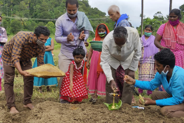 pettimudi farming idukki news farming news ഇടുക്കി വാര്‍ത്തകള്‍ പെട്ടിമുടി കൃഷി