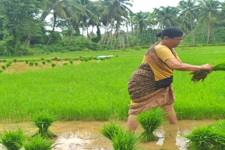 ಗದ್ದೆ ನಾಟಿ ಮಾಡುತ್ತಿರುವ ಶಕುಂತಳಾ ಶೆಟ್ಟಿ