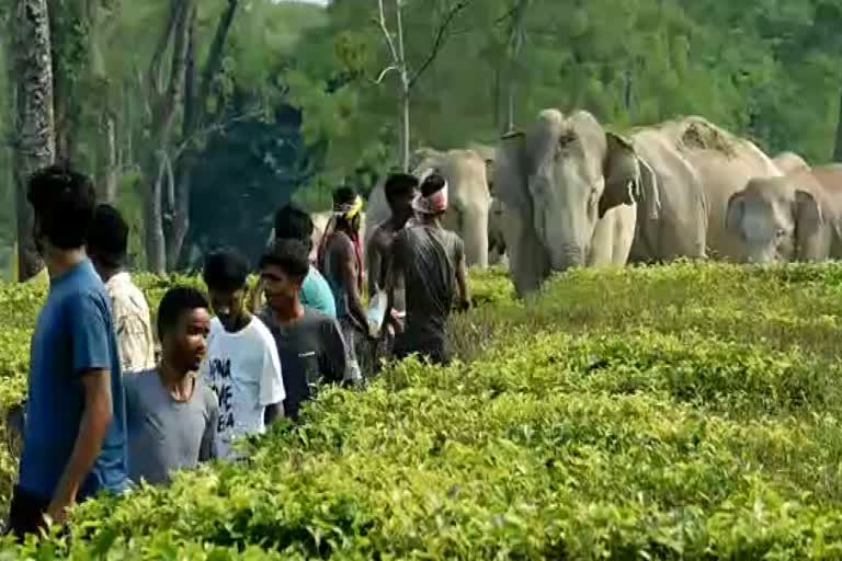 Man and Elephant conflict at Golagahat