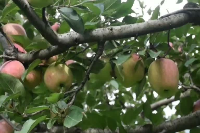 scab on apple crop