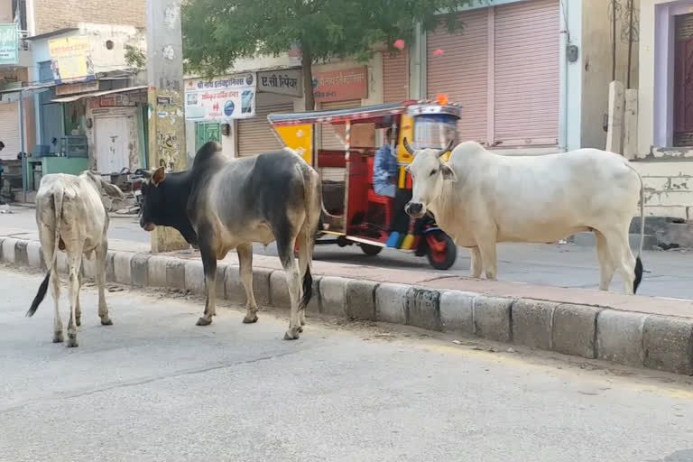 Residents upset by destitute cow, बेसहारा गाय से चूरू के लोग परेशान