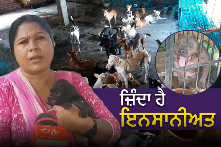 Ludhiana's Pooja taking care of 200 stray and disabled dogs
