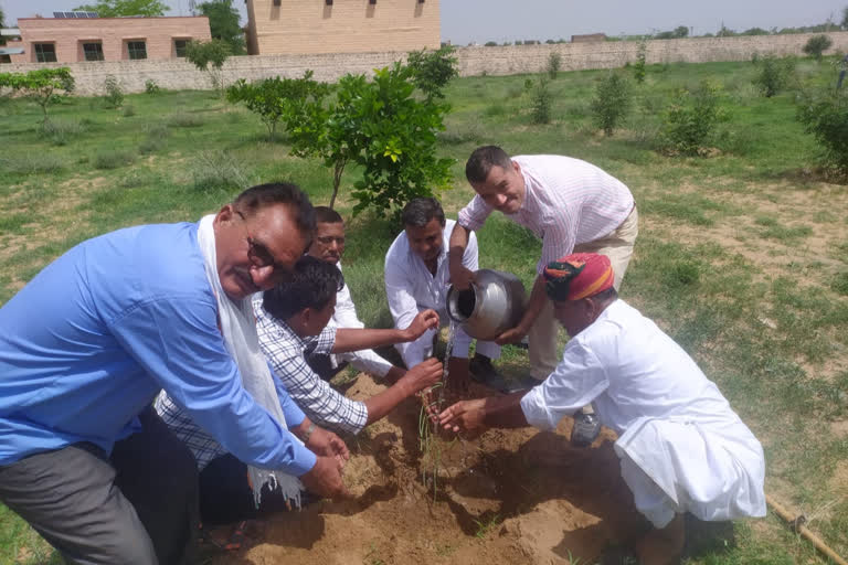 अध्यापकों ने लगाए पौधे, Teachers planted plants