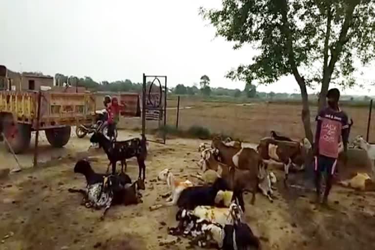 Sheep goats are being vaccinated in bhiwani