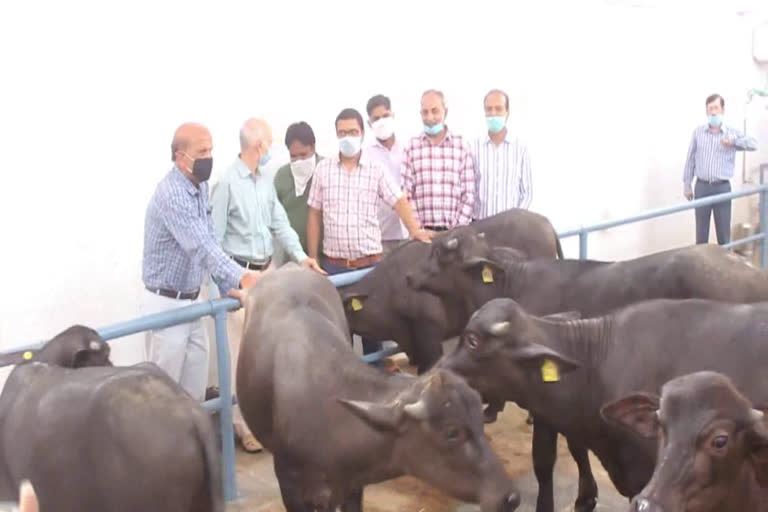 cirb hisar has created seven cloned buffalo