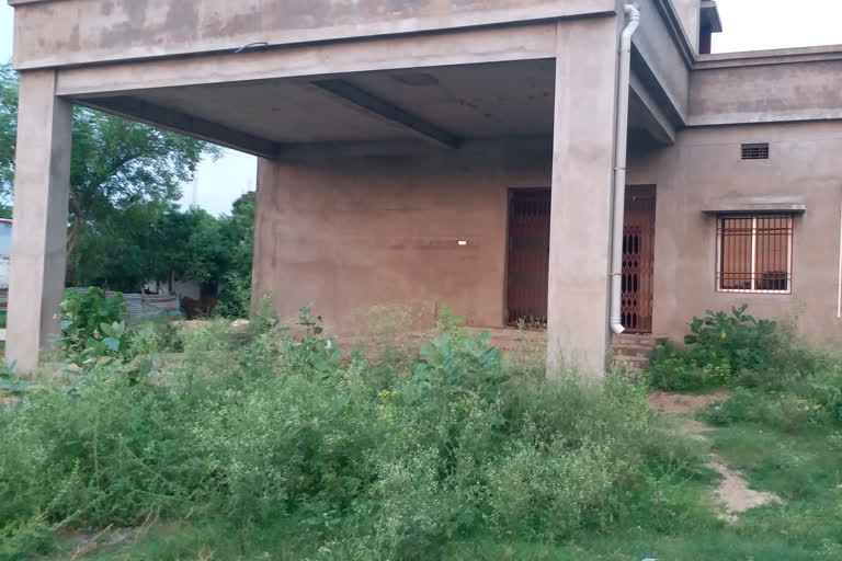 ganja plant, ganja plant infront of boudh excise dept, boudh excise department, ganja farming in boudh, boudh latest news, ଗଞ୍ଜେଇ ଗଛ, ବୌଦ୍ଧ ଅବକାରୀ ବିଭାଗ ଗୋଦାମ ଆଗରେ ଗଞ୍ଜେଇ ଗଛ, ବୌଦ୍ଧ ଅବକାରୀ ବିଭାଗ, ବୌଦ୍ଧରେ ଗଞ୍ଜେଇ ଚାଷ, ବୌଦ୍ଧ ଲାଟେଷ୍ଟ ନ୍ୟୁଜ୍‌