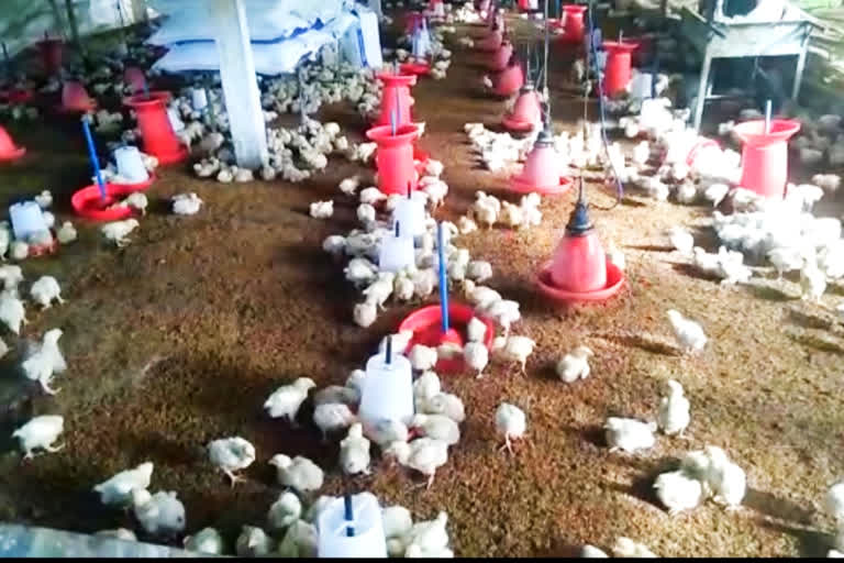 Fire in Poultry farm