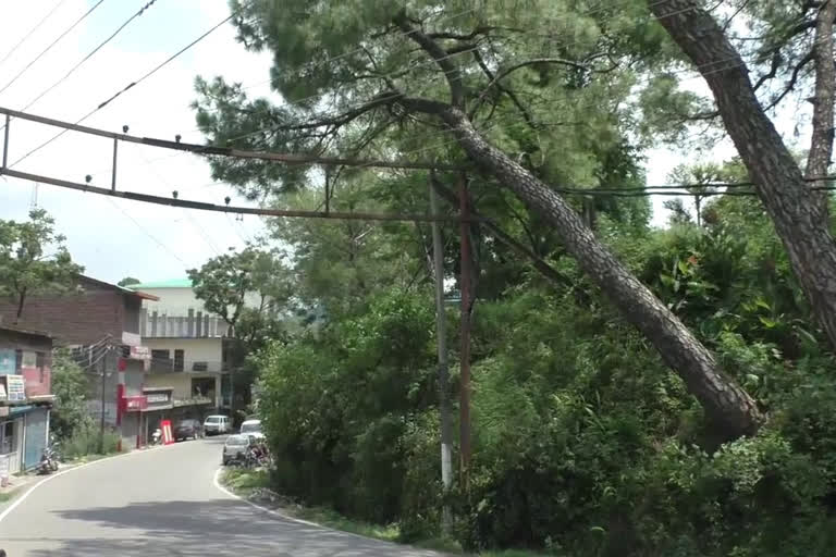 Tree hung on electric poles in Maranda