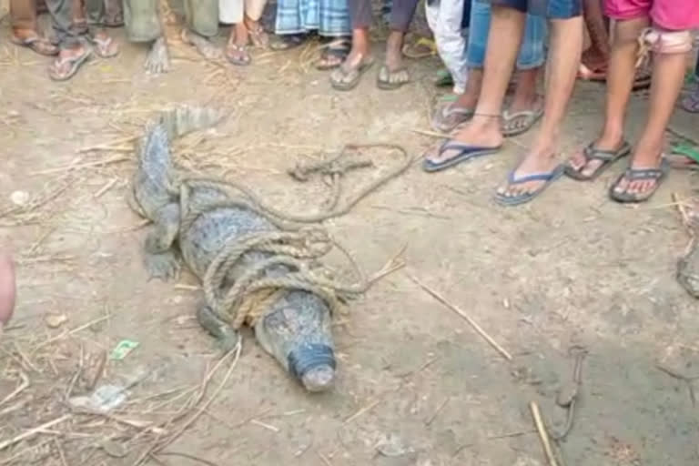 Villagers caught crocodile