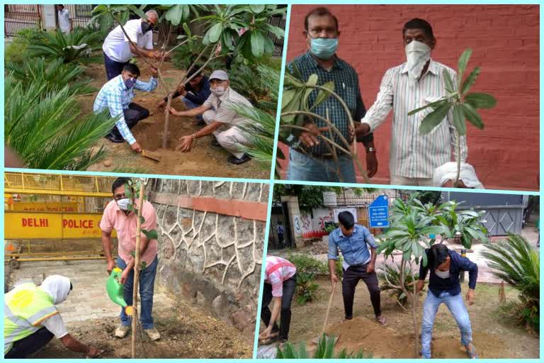 ndmc started plantation drive to boost greenery in delhi