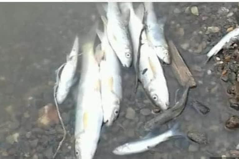 illegal use of bleaching powder kills fish in handwara stream