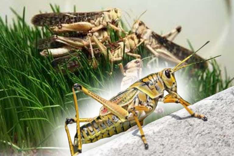 पाली जिले में टिड्डियों का कहर,  Locust attack in Pali district