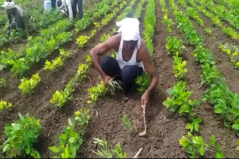 teachers working in farm