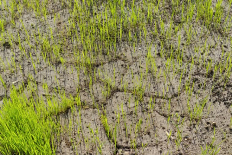 subsidy paddy seeds supplied did not germinate in Visakhapatnam district