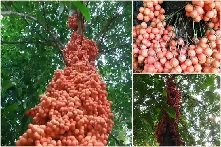 വനവിഭവമായ മൂട്ടിപ്പഴം ഇനി നാടാന്‍ വിഭവം  മൂട്ടി മരം  പത്തനംതിട്ട  പശ്ചിമഘട്ട മലനിര  കെ.എ തങ്കച്ചന്‍  moottippazham in pathanamthitta  pathanamthitta