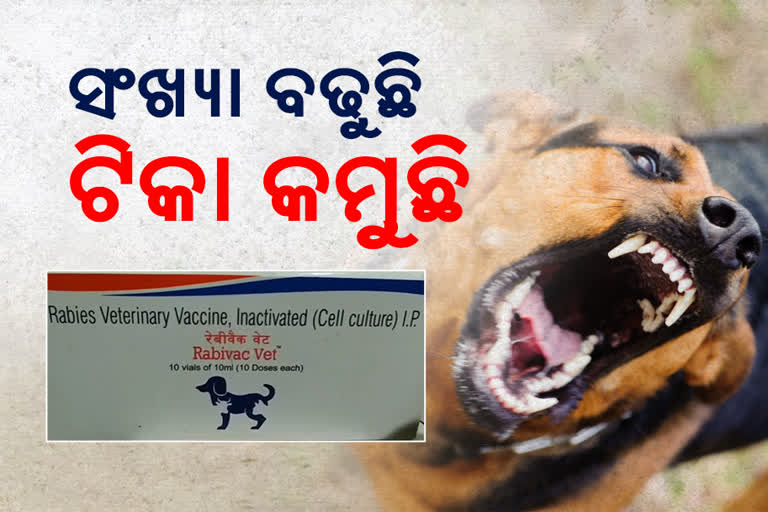 ସ୍ମାର୍ଟ ସିଟି ଭୁବନେଶ୍ବରେରେ କମିଛି ବୁଲା କୁକୁରଙ୍କ ଉପଦ୍ରବ