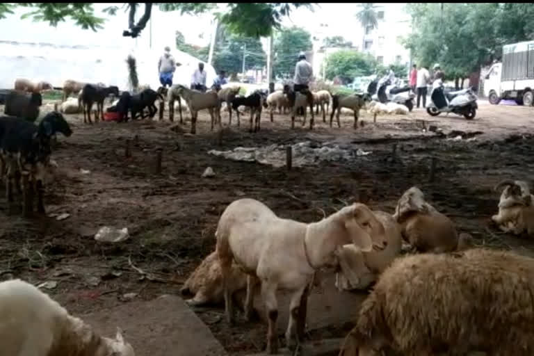 ಬಕ್ರೀದ್ ಕುರಿ ವ್ಯಾಪರ