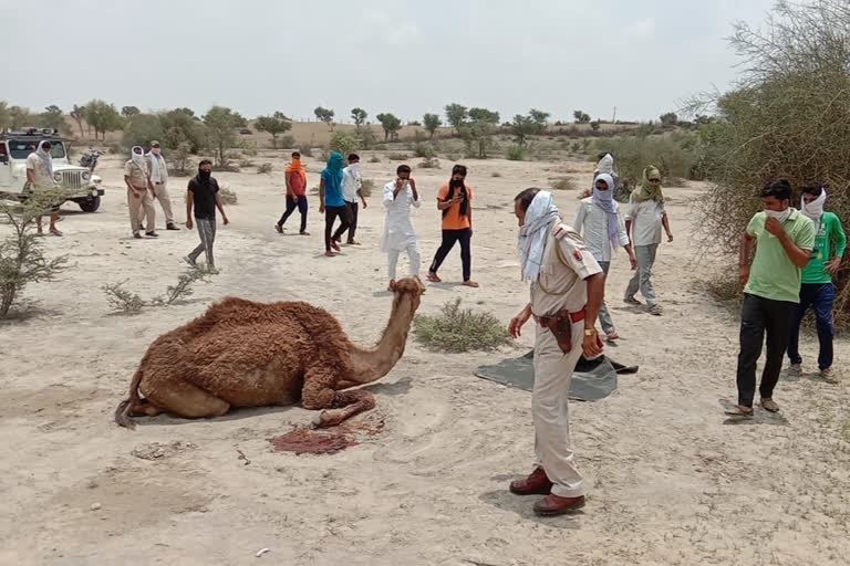 Rajasthan camel  Animal cruelty  Camel dies  Attack on camel  ജയ്‌പൂർ  രാജസ്ഥാൻ  മൃഗങ്ങളോടുള്ള ക്രൂരത  ഒട്ടകത്തിനോടുള്ള ക്രൂരത