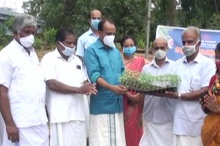 vegetable cultivation news പച്ചക്കറി കൃഷി വാര്‍ത്ത എല്‍ദോ എബ്രഹാം വാര്‍ത്ത eldo abraham News