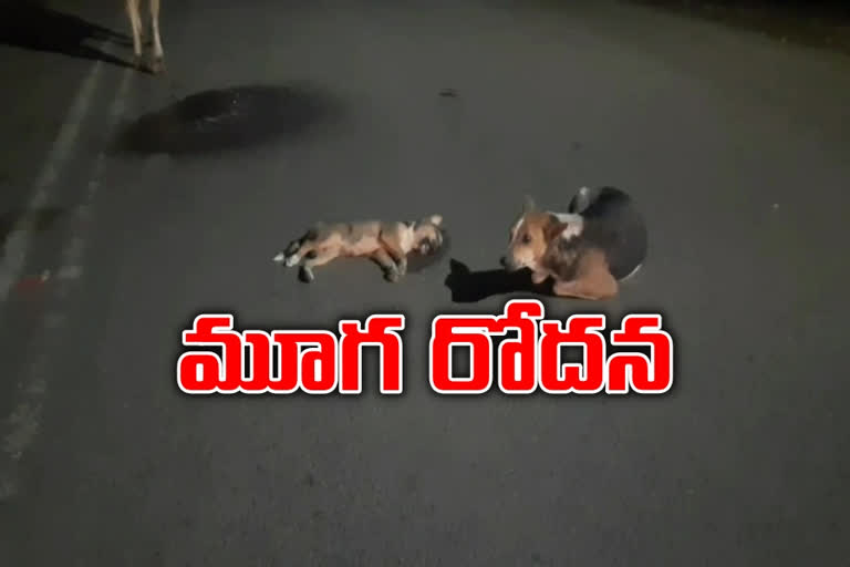 mother-dog-lost-her-baby-in-road-accident-at-vishakapatnam-district