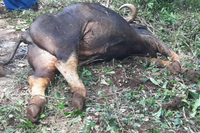 Wild gaur died due to Lung infection