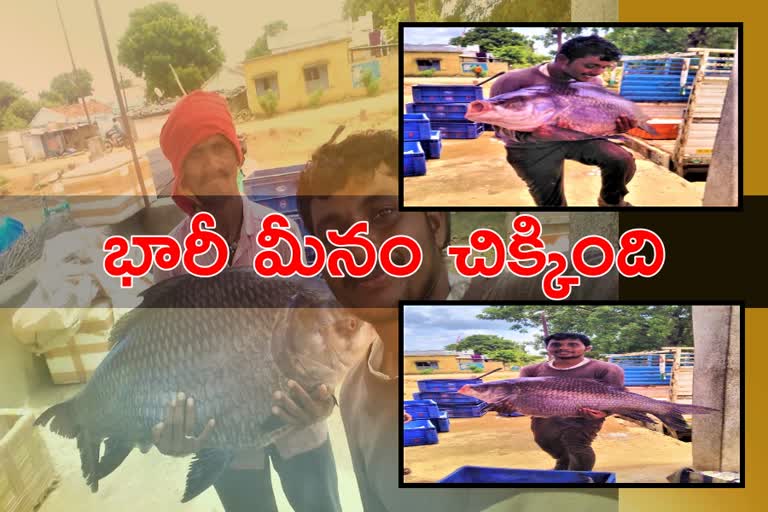 a-big-fish-found-in-nirmal-district