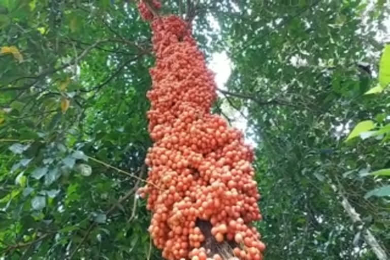 Unique wild tree blooms with Mootti pazham fruit  in Kerala