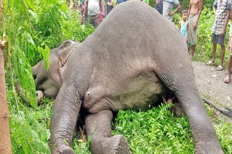 Wild Elephant death indo bhutan border of baksa assam etv bharat news