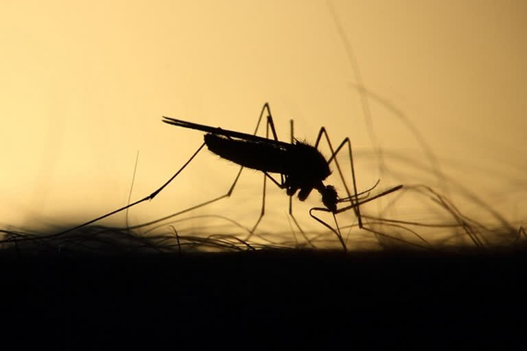 നൈജീരിയൻ യുവാവ്  മലമ്പനി  ചാലിയാർ  Malaria  Nigerian  നൈജീരിയൻ യുവാവിന് മലമ്പനി