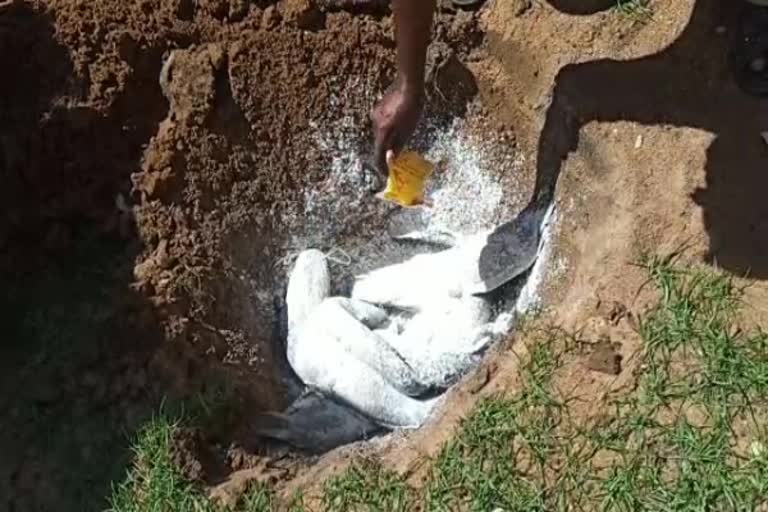 banned african fishes grown in tenkasi