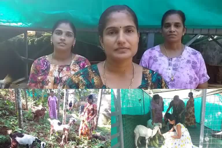 Three women  mavoor  goat-farming  കോഴിക്കോട്  ആട് കൃഷി