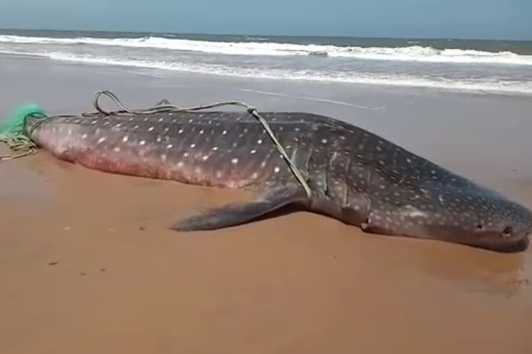 fisherman's catched the Huge shark at chinaganjam prakasham district