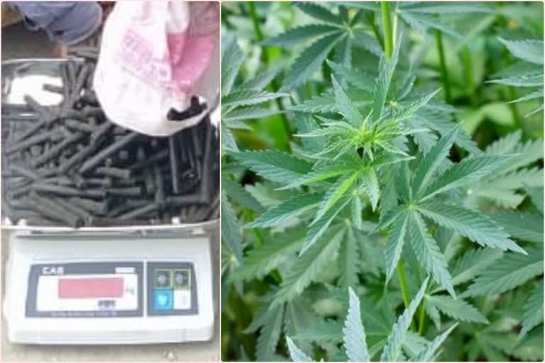 police destroyed cannabis cultivation in dharga village of kullu district