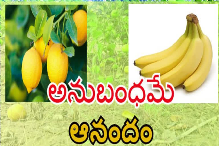 harticulture farmers problems in nellore district