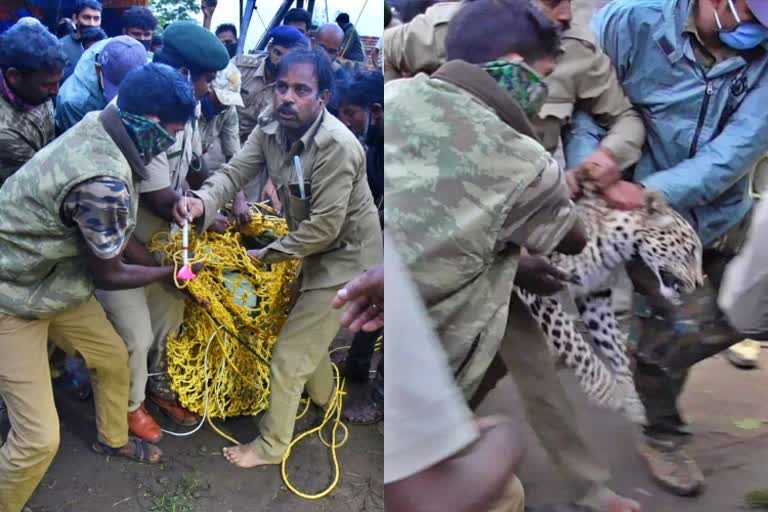 Leopard protection from falling into the well