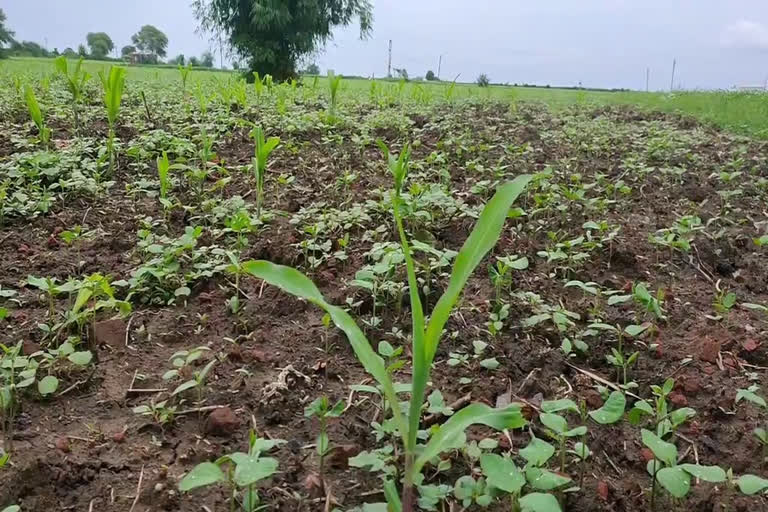 corn crop spoiled