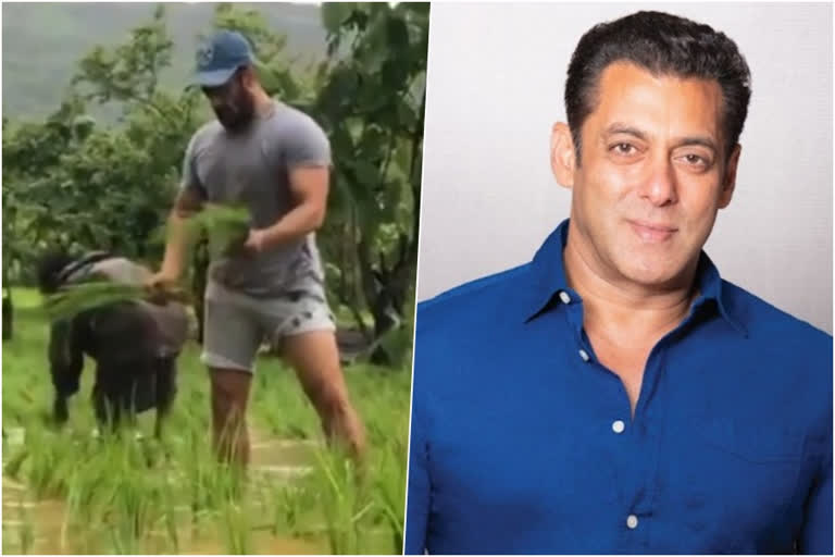 salman khan enjoys farm life