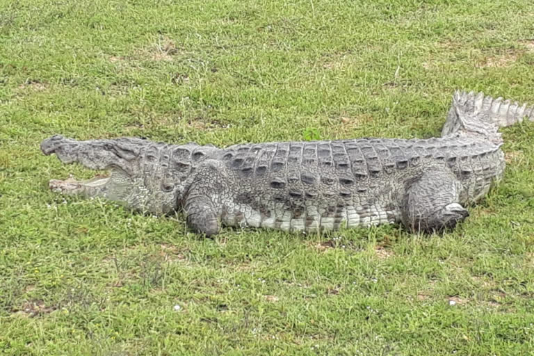 crocodile stir in renjarla big pond