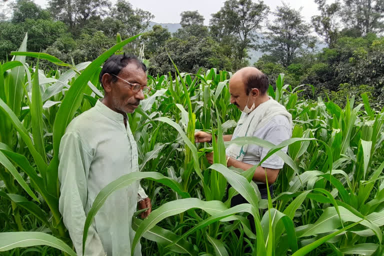 fall armyworm insect on maize crop