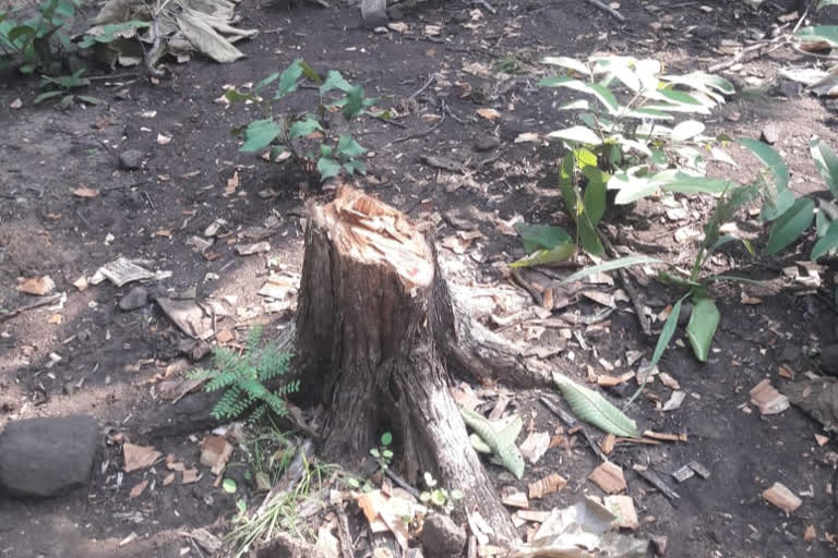 trees are cutting in Silvani Forest Department