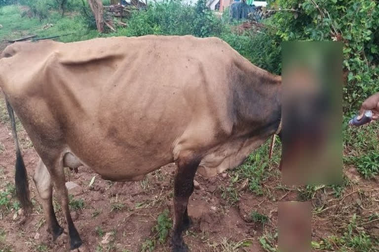 Cow dies after eating explosives kept for wild pigs in Karnataka's Mysuru  കര്‍ണാടക  പരിക്കേറ്റ പശു ചത്തു  ബെംഗളൂരു  മൈസൂരു