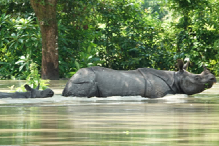 116 animals perished in flooded Kaziranga park so far, 143 rescued