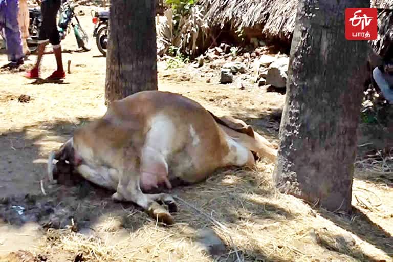 மாடு உயிரிழப்பு