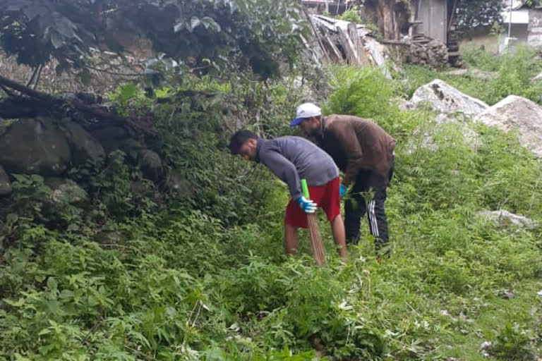 youth destroyed cannabis plants