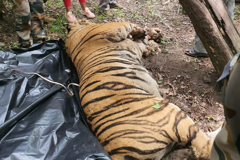 The death of the tiger