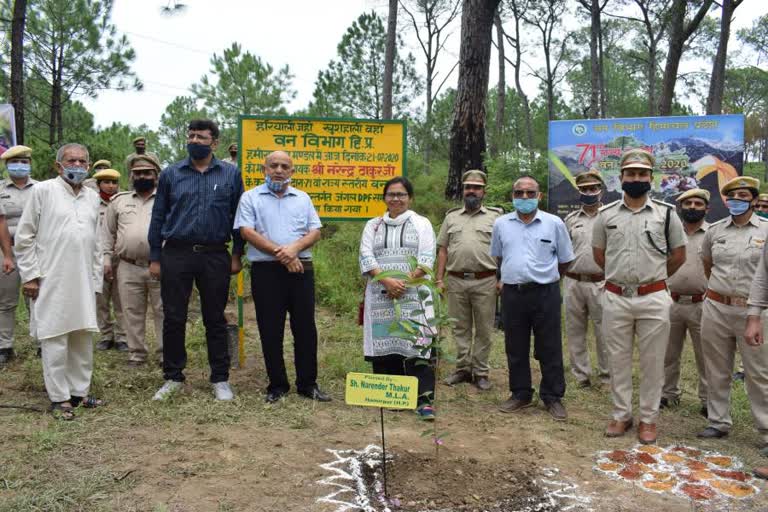 plantation in Samluhi village