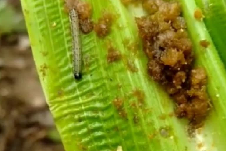 Worm in maize crop