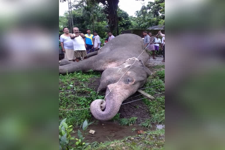 one elephant died due to electric shock in Jalpaiguri